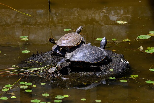 Detailansicht der Schildkrötenkolonie beim Sonnenbaden auf einem Felsen im braunen Wasserfluss