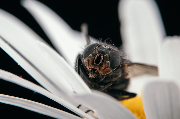 Detailansicht einer Fliege, die auf einem Gänseblümchen sitzt, isoliert auf einer schwarzen Wand isolated