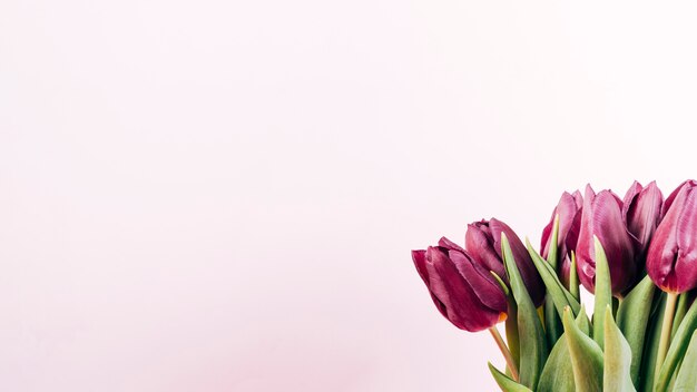 Kostenloses Foto detailaufnahme von frischen tulpen auf farbigem hintergrund