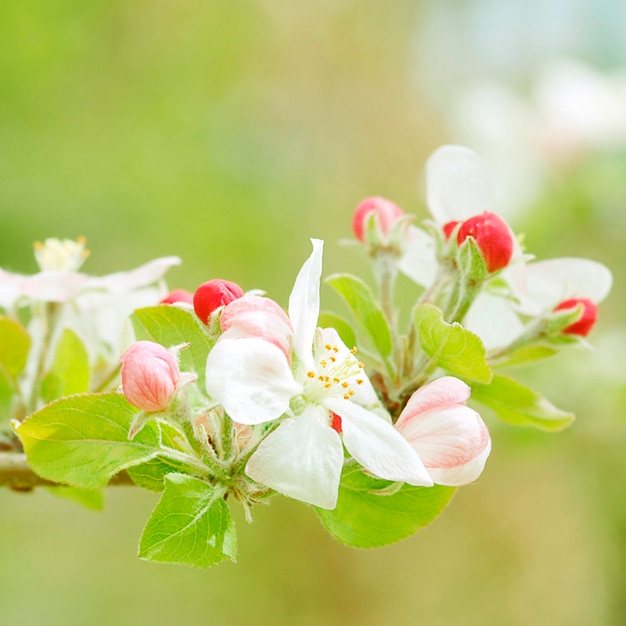 Kostenloses Foto detaillierte blume hintergrund