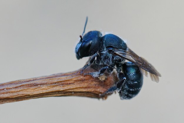 Detaillierte Nahaufnahme einer weiblichen blauen Mauerbiene, Osmia caerulescens
