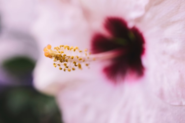 Detaillierte rosa Blume