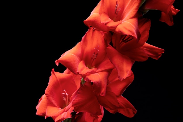 Details der Gladiolenblüte hautnah