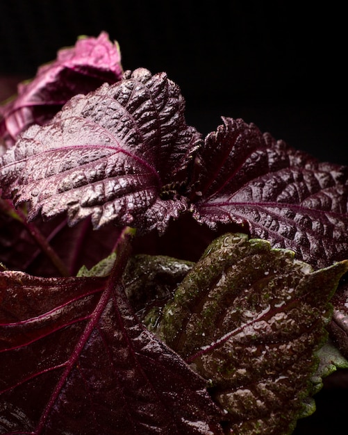 Kostenloses Foto details zu den texturen von zimmerpflanzen