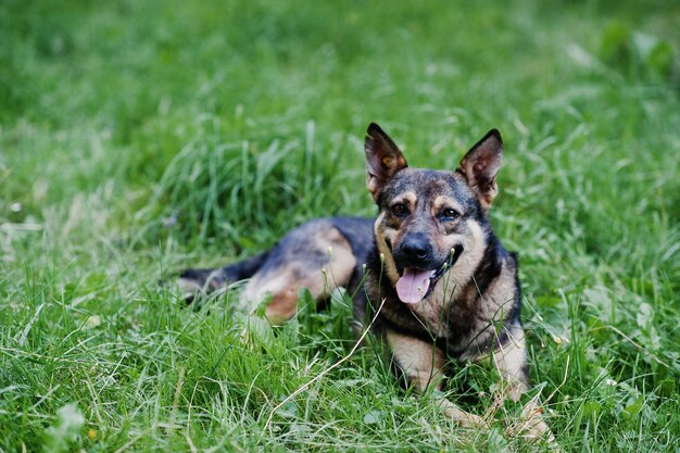 Deutscher Schäferhund, der auf dem Gras liegt und mit herausgestreckter Zunge atmet