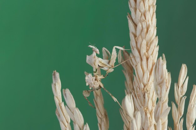 Devils Flower Mantis in der Nähe von Trockenweizen Idolomantis diabolica in der Nähe