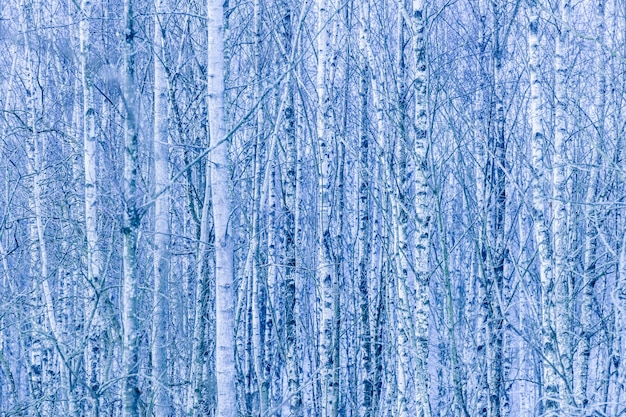 Dichter Wald von kahlen Birken im Winter