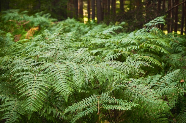 Kostenloses Foto dichtes farndickicht in einem kiefernwald, wiederherstellung von gesundheit und psyche in der natur, idee für den bildschirm