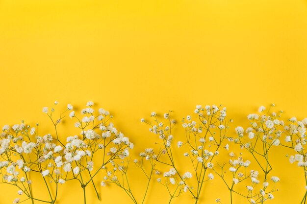 Die Blume des weißen Babyatemes auf gelbem Hintergrund