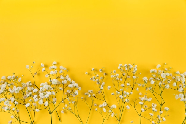 Die Blume des weißen Babyatemes auf gelbem Hintergrund