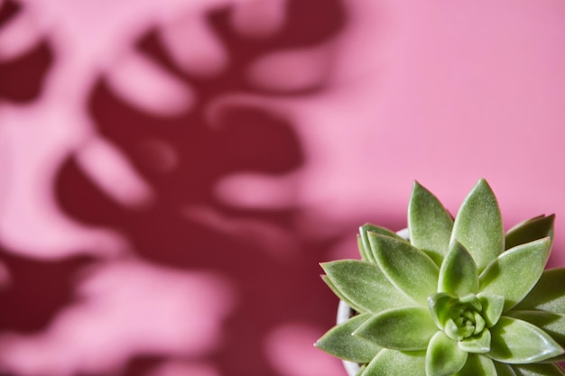 Die Draufsichtkomposition mit einer einzelnen immergrünen Sukkulentenpflanze ist Eichveria-Hartschattenpflanze ist Eichveria aus weichen Schatten der Monstera-Pflanze Philodendron auf einem rosa Hintergrund