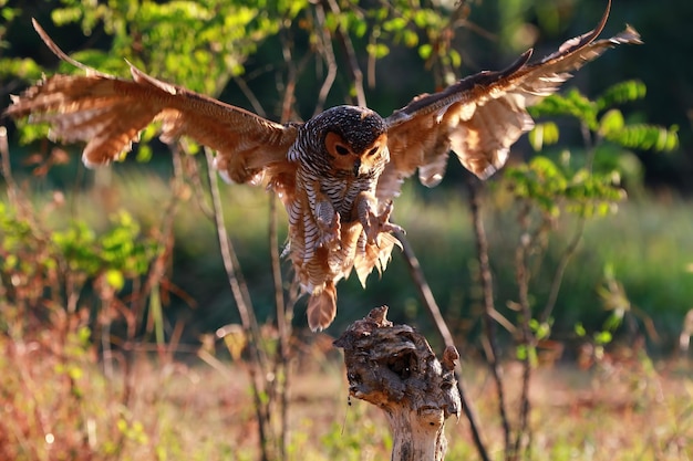 Die Eule fängt die Beute des kleinen Echsentiers in der Nähe Eulen auf der Jagd