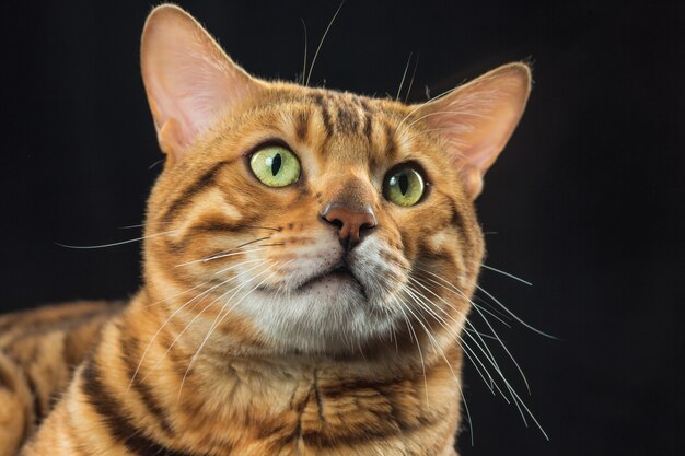 Die goldene Bengalkatze auf schwarzem Raum