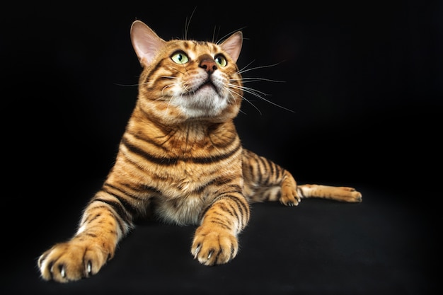 Die goldene Bengalkatze auf schwarzem Raum