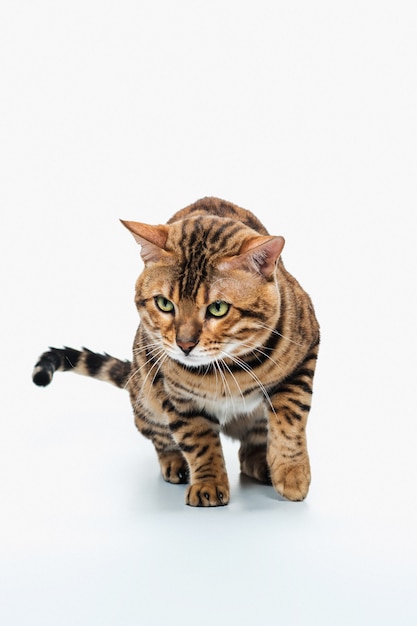 Die goldene Bengalkatze auf weißem Hintergrund