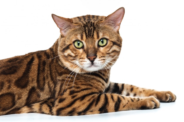 Kostenloses Foto die goldene bengalkatze auf weißem hintergrund