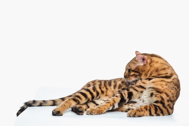 Die goldene Bengalkatze auf weißem Hintergrund