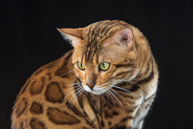 Kostenloses Foto die goldene bengalkatze