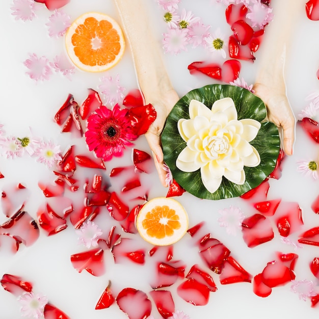 Die Hand der Frau, die Lotos mit den Blumenblatt- und Pampelmusescheiben schwimmen auf Milch hält