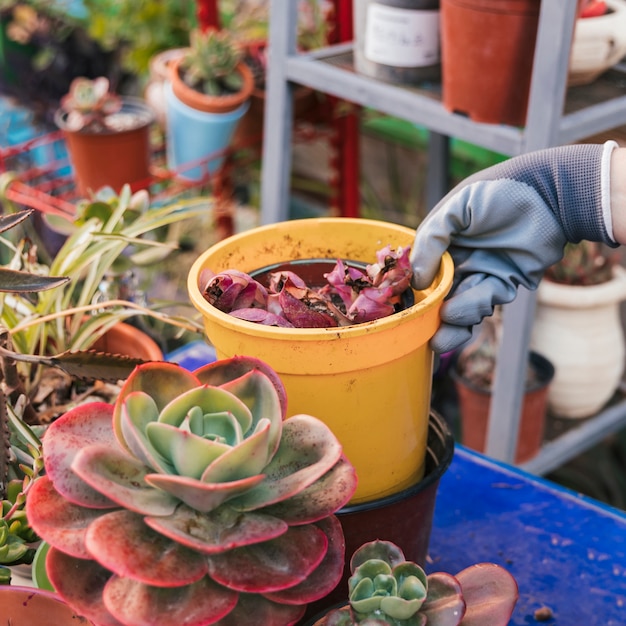 Die Hand des Gärtners, die Topfpflanze im Garten hält