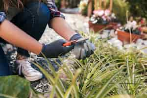 Kostenloses Foto die hand des weiblichen gärtners, welche die anlage mit gartenscheren schneidet