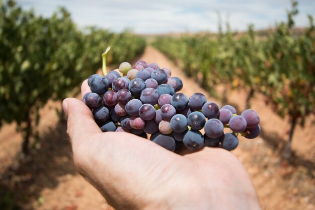 Die Hand eines Mannes hält eine Weintraube in einem Weinberg