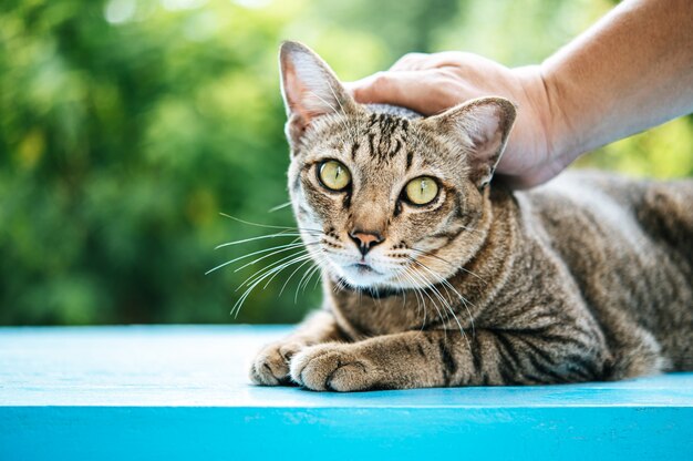 Die Hand wird auf dem Kopf der Katze auf einem blauen Zementboden gerieben