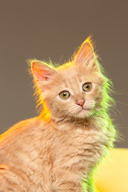 Die Katze auf grauer Wand mit Neonlichtern