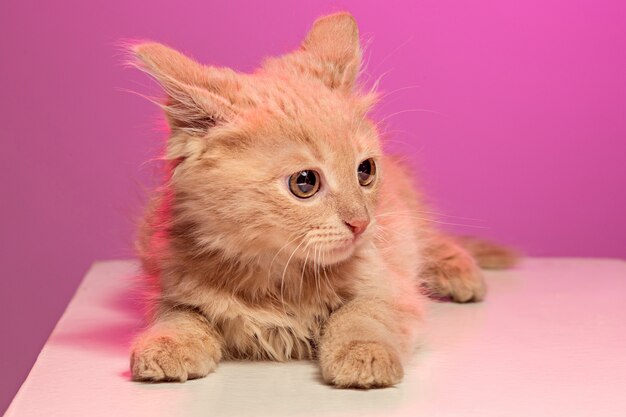 Die Katze auf rosa Raum