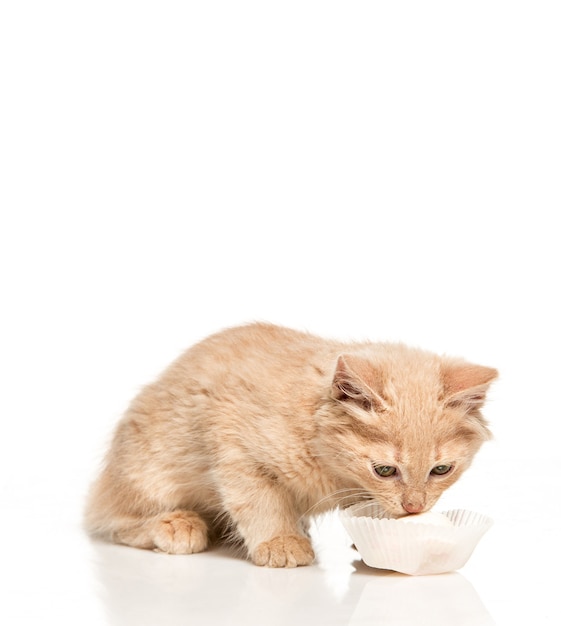 Die Katze auf weißem Hintergrund trinkt Milch