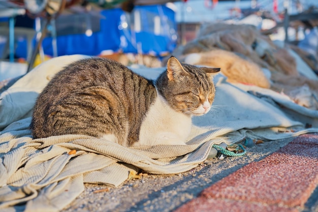 Die katze sonnt sich auf den netzen im jachthafen am angelsteg selektiver fokus konzept für einen hintergrund oder bildschirmschoner über das leben von straßentieren stadtökosystemen