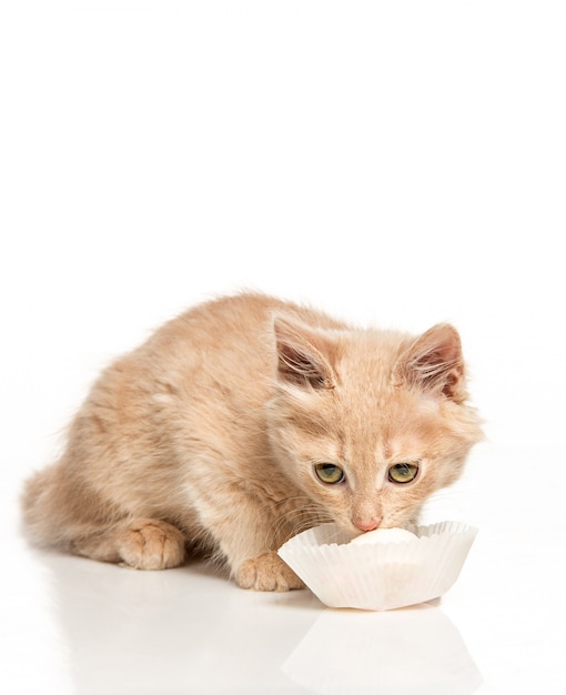 Die Katze trinkt Milch