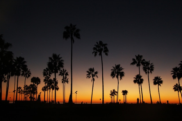 Die Nacht hängt über den hohen Palmen am Ozean