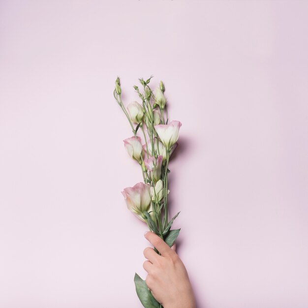 Die Nahaufnahme der Hand Bündel Eustoma halten blüht auf rosa Hintergrund