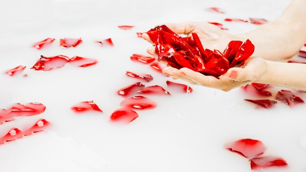 Die nasse Hand der Frau, die rote Blumenblumenblätter über klarem weißem Wasser hält