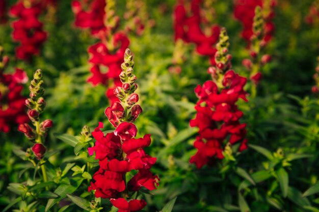 Die schönen roten Löwenmaulblumen im Garten