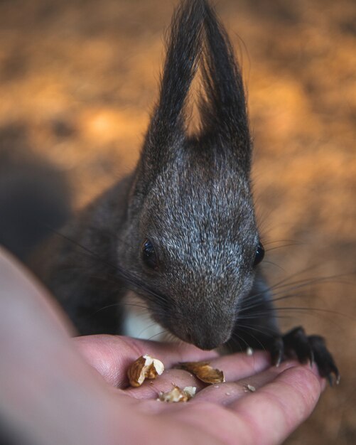 Die selektive Fokusaufnahme einer Person gibt einem niedlichen Eichhörnchen mit Quastenohren Nahrung