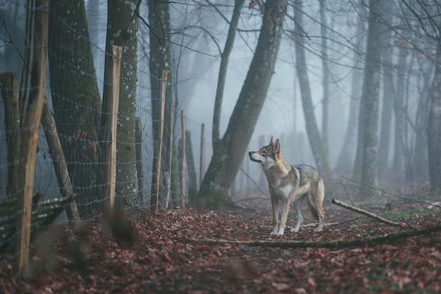 DIGOIN, FRANKREICH - 05. Mai 2020: Nebeliger Wolf