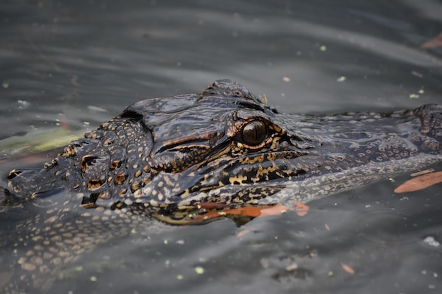 Direkt ins Auge eines Alligators blicken