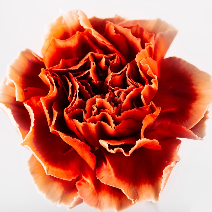 Kostenlose Foto direkt über der roten nelkenblume