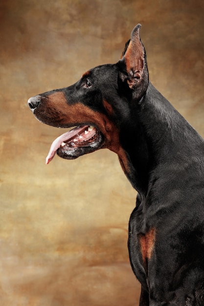 Dobermann Pinscher Hund an Studiowand