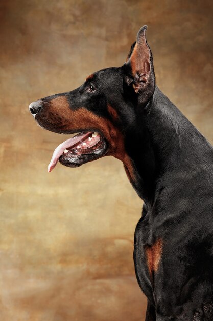 Dobermann Pinscher Hund an Studiowand