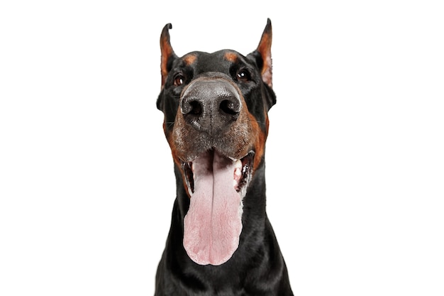 Kostenloses Foto dobermannhund lokalisiert auf weiß im studio.