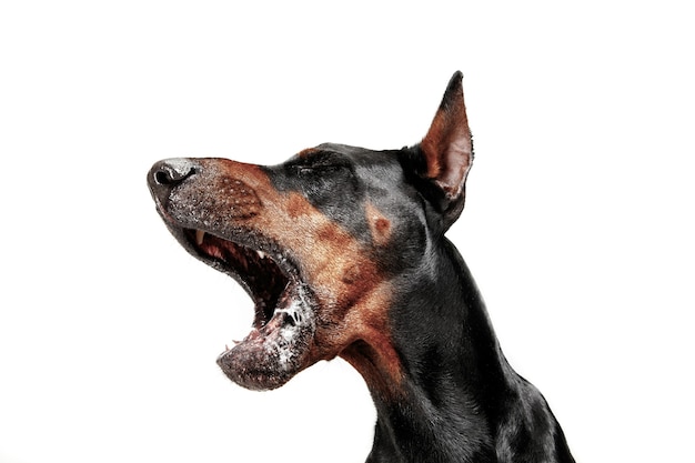 Kostenloses Foto dobermannhund lokalisiert auf weißer wand im studio