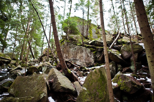 Dovbush-Felsen im grünen Wald in den Karpaten