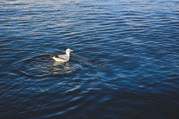 Dove Schwimmen im Wasser