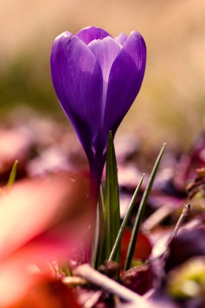 Dramatische und stimmungsvolle Vertikale einer jungen lila Krokusblüte
