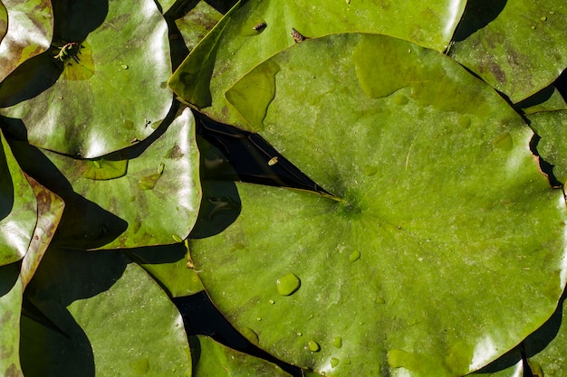 Draufsicht auf Blätter mit Wassertropfen