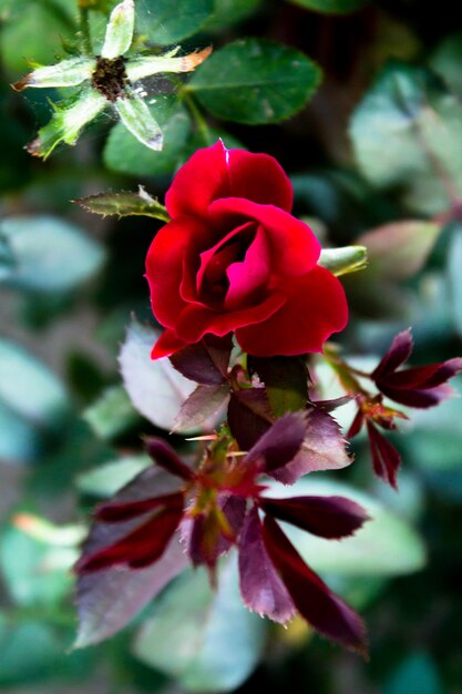 Draufsicht auf eine kleine rote Rose