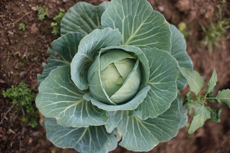 Kostenlose Foto draufsicht auf einen grünkohl, der im garten wächst